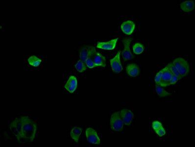 PIGQ Antibody