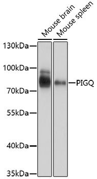 PIGQ antibody