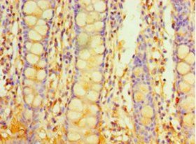 PIGX Antibody