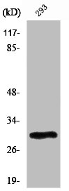 PIGX antibody