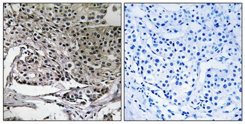 PIGY Antibody