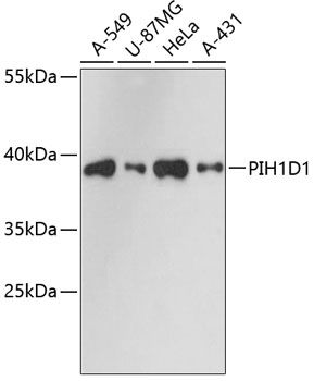 PIH1D1 antibody