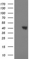 PIK3AP1 antibody