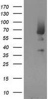 PIK3AP1 Antibody