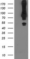 PIK3AP1 Antibody