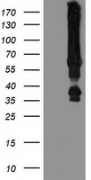 PIK3AP1 Antibody