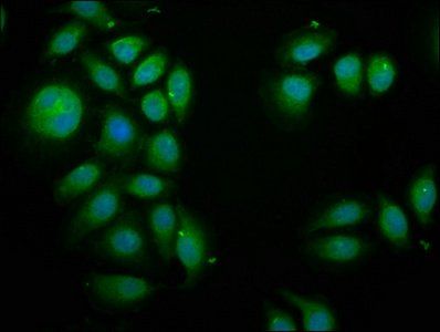 PIK3AP1 Antibody
