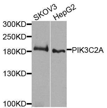 PIK3C2A antibody