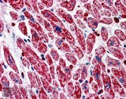 Goat anti-PIK3C2A Antibody