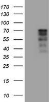PIK3C2B Antibody