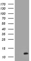 PIK3C2B Antibody