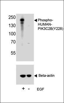 PIK3C2B antibody