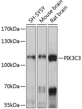 PIK3C3 antibody