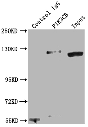 PIK3CB antibody