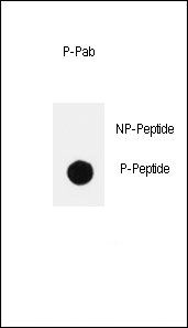 PIK3CD (phospho-Tyr485) antibody