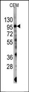 PIK3CG antibody