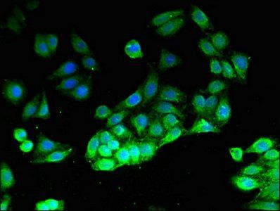 PIK3CG Antibody