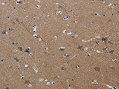PIK3CG Antibody