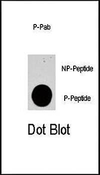 PIK3CG (phospho-Ser1100) antibody