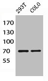 PIK3R1/PIK3R3 Antibody