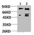 PIK3R1 antibody