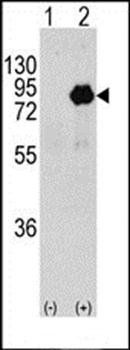 PIK3R2 antibody