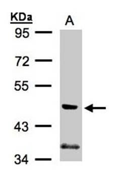PIK3R3 antibody