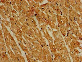PIK3R4 Antibody