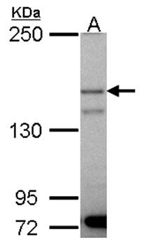 p150(PIK3R4) antibody