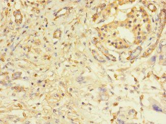 PILRA Antibody