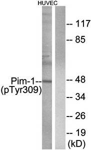 PIM1 (phospho-Tyr309) antibody