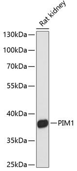 PIM1 antibody