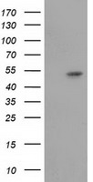 PIM2 Antibody
