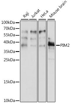 PIM2 antibody