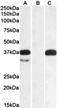 Goat anti-PIM2 Antibody