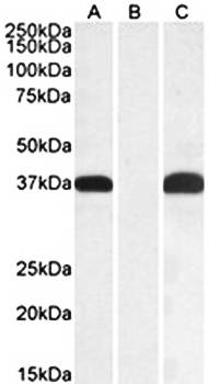 Goat anti-PIM2 (aa23-36) Antibody