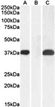 Goat anti-PIM2 (Internal) Antibody