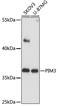 PIM3 antibody