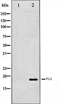 Pin1 antibody