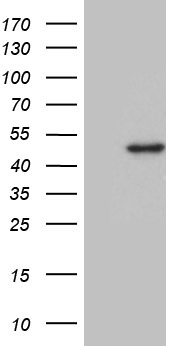 PIN4 Antibody