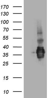 PIN4 Antibody