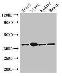 PINX1 antibody