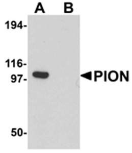 PION Antibody