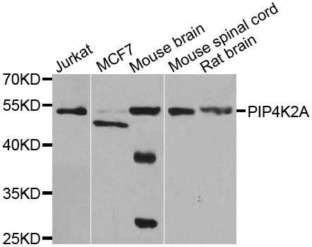 PIP4K2A antibody