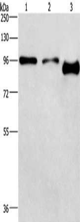 PIP5K1C antibody