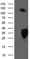 PIP5K2 alpha (PIP4K2A) antibody