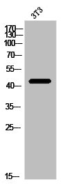 PIPOX Antibody