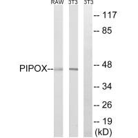 PIPOX antibody