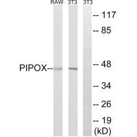 PIPOX Antibody