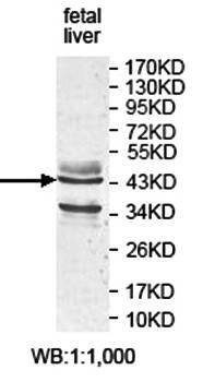 PIPOX Rabbit Polyclonal Antibody